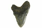 Bargain, Fossil Megalodon Tooth - North Carolina #172583-2